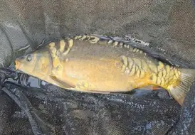 Carp in net.jpg 79