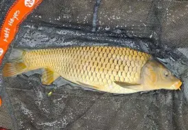 Fishing Wrangle.jpg 80