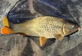 Carp fishing April.jpg 81