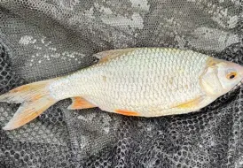 Roach.jpg 15
