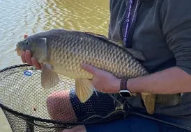 Carp caught in Spring 2025.png 10