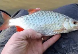 Course fishing for Rudd.png 86