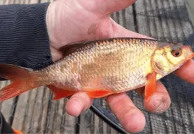 Golden Rudd at Mill Farm.png 58