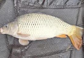 Healthy Carp.png 3