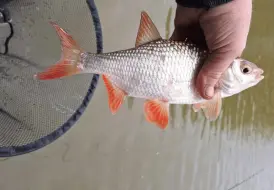 Lakeside Fishing Lodges.png 87