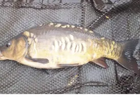 Lakeside Lodge Carp fishing.png 2