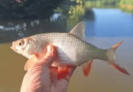 Rudd Fishing Lincolnshire.png 1